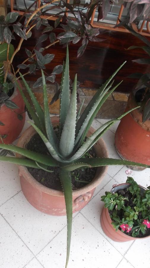 بالينكو Hotel Canek المظهر الخارجي الصورة