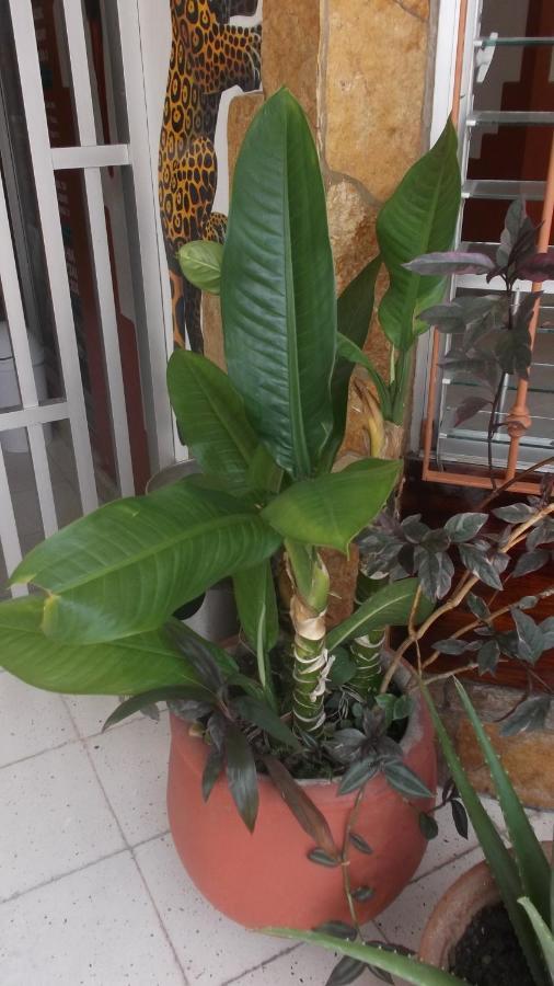 بالينكو Hotel Canek المظهر الخارجي الصورة
